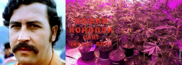 PSILOCYBIN Бородино